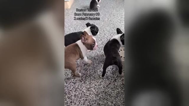 Video preview image #1 Boston Terrier Puppy For Sale in GOSHEN, IN, USA