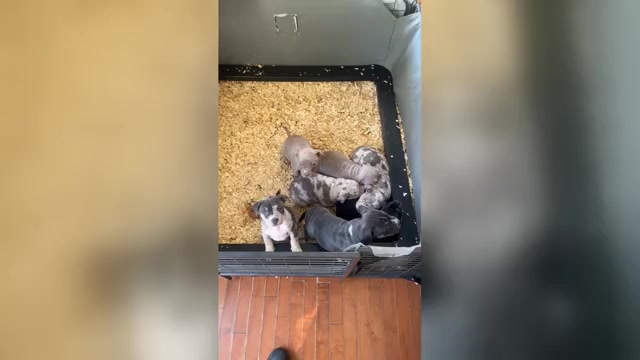 Video preview image #4 American Bully Puppy For Sale in TROY, NY, USA