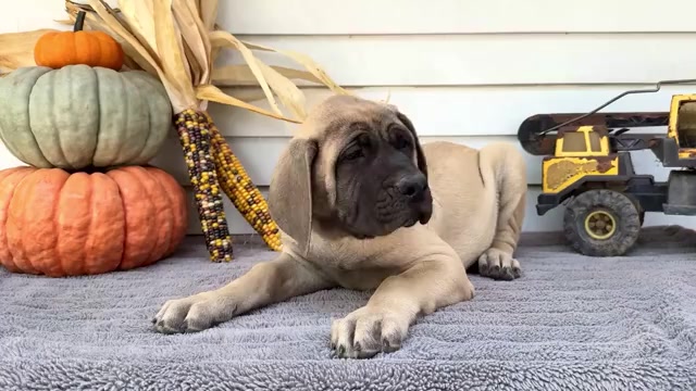 Video preview image #13 Mastiff Puppy For Sale in WAKARUSA, IN, USA