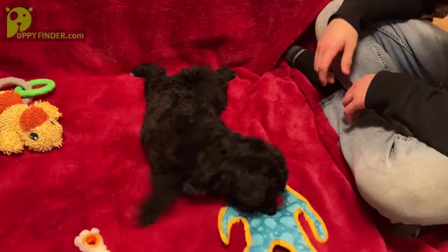 Video preview image #4 Poochon Puppy For Sale in AUBURN, MA, USA