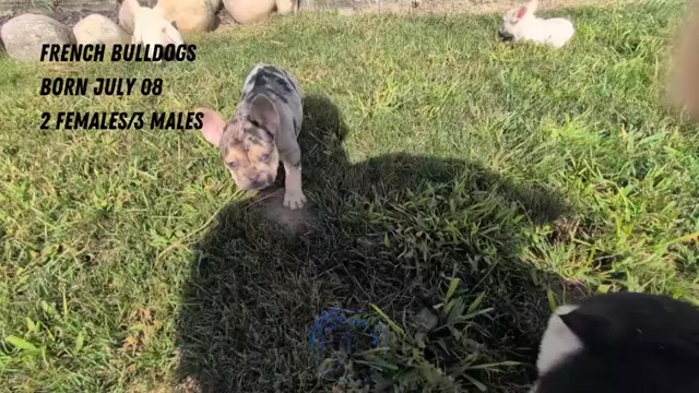 Video preview image #3 French Bulldog Puppy For Sale in GOSHEN, IN, USA