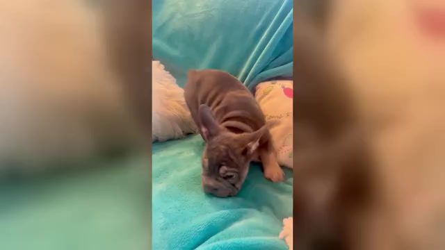 Video preview image #4 French Bulldog Puppy For Sale in LOS ANGELES, CA, USA