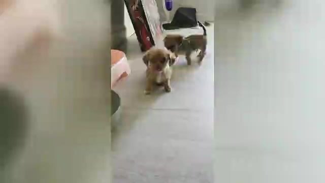 Video preview image #2 Dachshund-Shorkie Tzu Mix Puppy For Sale in WILMINGTON, NC, USA