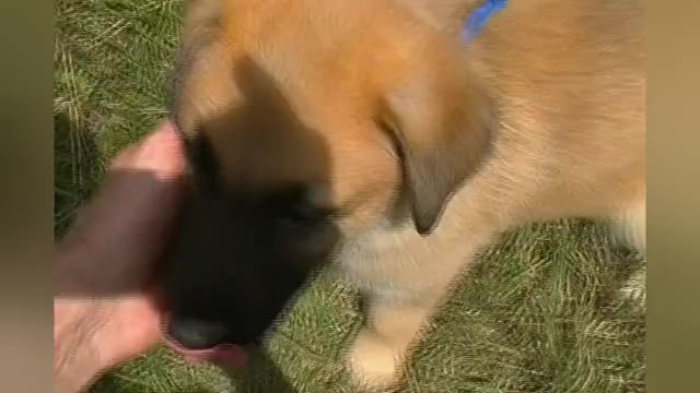 Video preview image #1 German Shepherd Dog Puppy For Sale in PIEDMONT, MO, USA