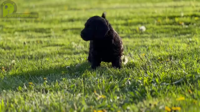 Video preview image #3 Labradoodle Puppy For Sale in MIFFLINBURG, PA, USA