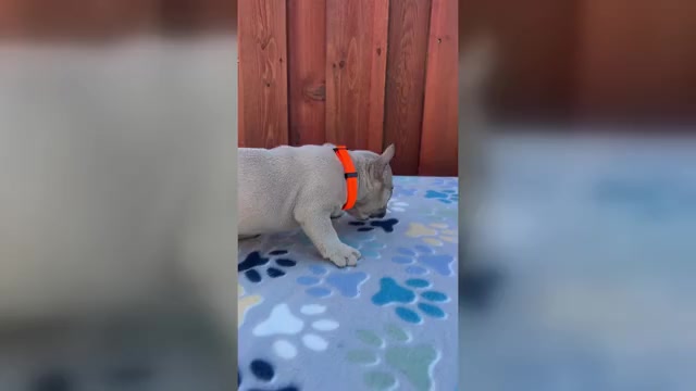 Video preview image #1 French Bulldog Puppy For Sale in SACRAMENTO, CA, USA