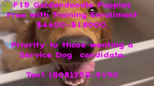 Video preview image #2  Breeder Profile in HONOLULU, HI, USA