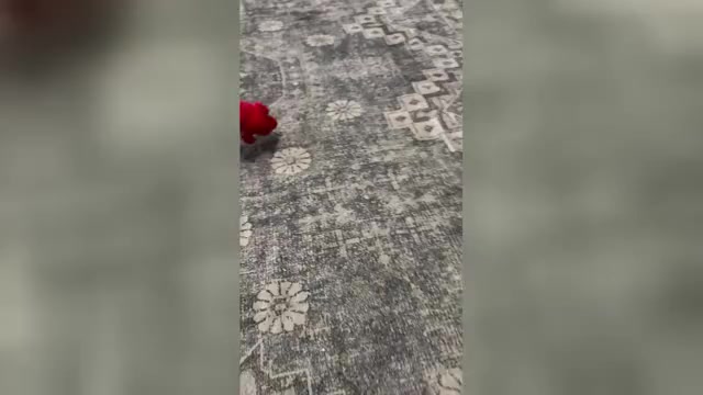 Video preview image #4  Breeder Profile in FOUNTAIN CITY, IN, USA