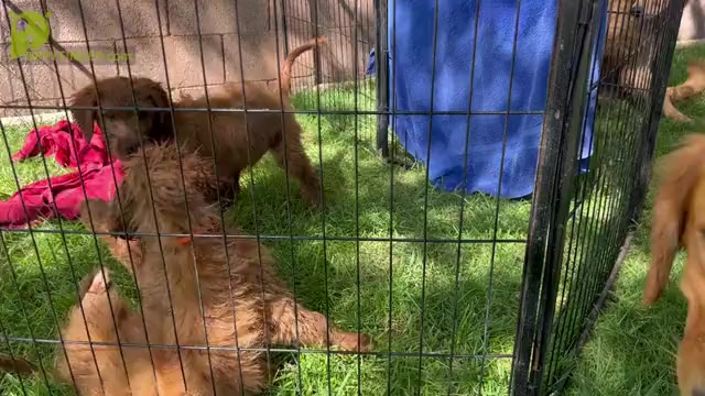 Video preview image #6 Goldendoodle Puppy For Sale in SAINT GEORGE, UT, USA