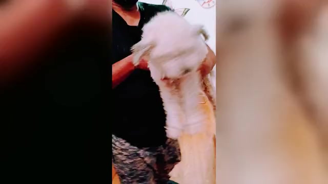 Video preview image #1  Breeder Profile in AKRON, OH, USA