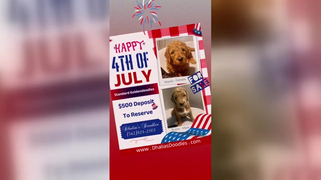 Video preview image #1 Goldendoodle Puppy For Sale in BREA, CA, USA