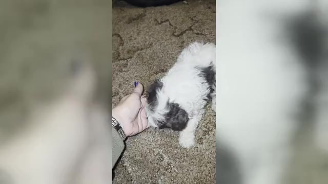 Video preview image #2 Poodle (Toy) Puppy For Sale in DYERSBURG, TN, USA