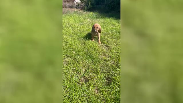 Video preview image #1 Bloodhound Puppy For Sale in FORT MORGAN, CO, USA
