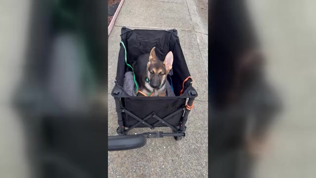 Video preview image #3 German Shepherd Dog Puppy For Sale in SACRAMENTO, CA, USA