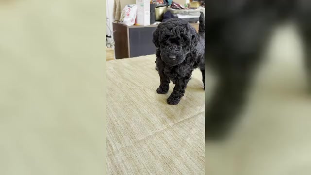 Video preview image #4 Poodle (Miniature) Puppy For Sale in EAST AMHERST, NY, USA