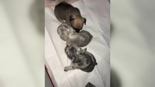 Video preview image #3 French Bulldog Puppy For Sale in NEW BEDFORD, MA, USA