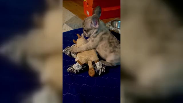 Video preview image #5 French Bulldog Puppy For Sale in PHILADELPHIA, PA, USA