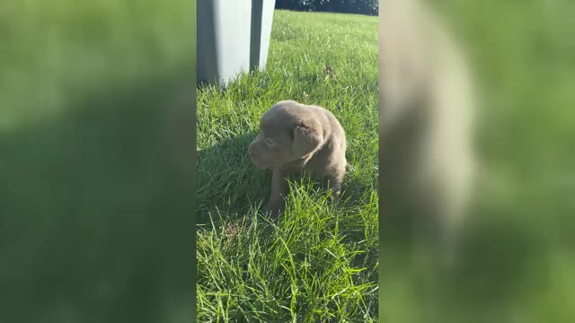 Video preview image #4 Labrador Retriever Puppy For Sale in WALDRON, MI, USA