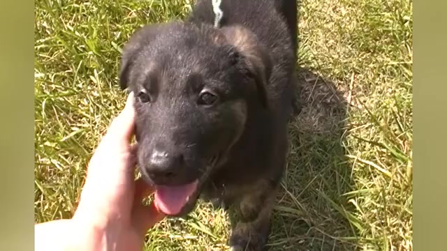 Video preview image #1 German Shepherd Dog Puppy For Sale in PIEDMONT, MO, USA