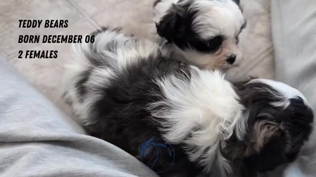 Video preview image #1 Zuchon Puppy For Sale in GOSHEN, IN, USA