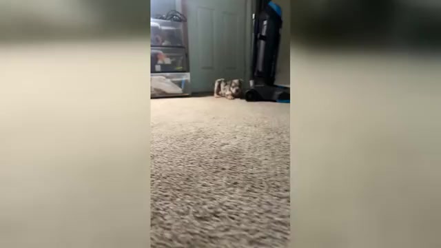 Video preview image #1 American Bully Puppy For Sale in WINSTON SALEM, NC, USA