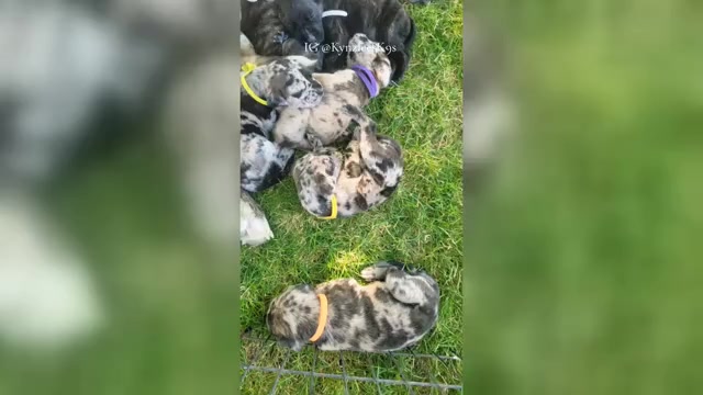 Video preview image #4  Breeder Profile in MONTEVIEW, ID, USA