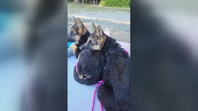 Video preview image #8 German Shepherd Dog Puppy For Sale in MONROE, WA, USA
