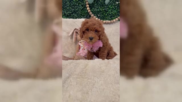 Video preview image #1 Cavapoo mix (+ Poodle Miniature) Puppy For Sale in SOUTH ORANGE, NJ, USA
