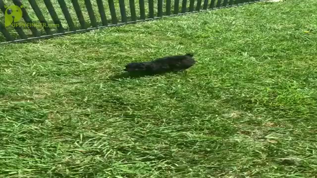Video preview image #21 Poodle (Toy) Puppy For Sale in WARSAW, IN, USA