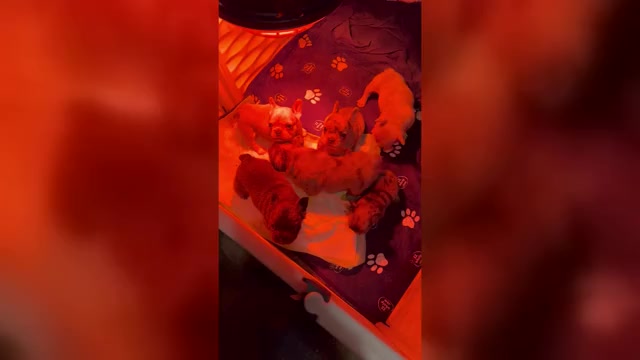 Video preview image #2 French Bulldog Puppy For Sale in EASTON, PA, USA