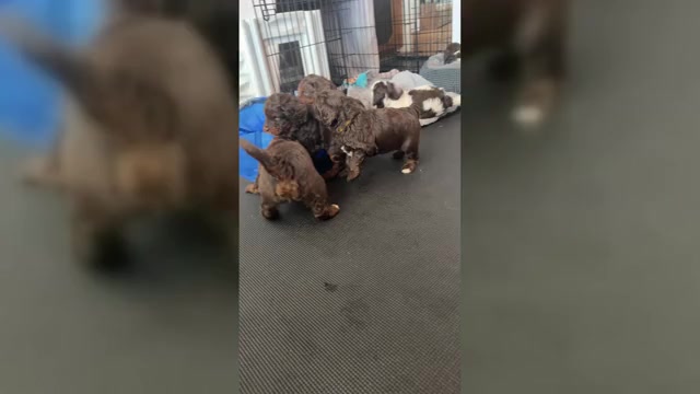 Video preview image #2 Aussiedoodle Miniature -Bernedoodle (Miniature) Mix Puppy For Sale in GREENVILLE, OH, USA