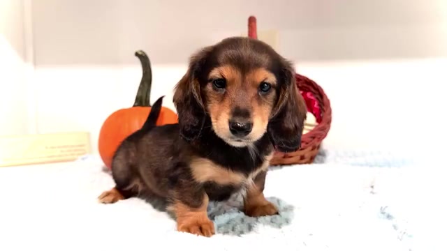 Video preview image #3 Dachshund Puppy For Sale in WAKARUSA, IN, USA