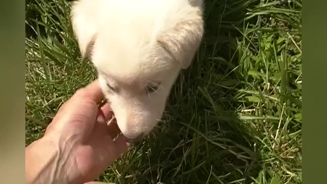 Video preview image #1 German Shepherd Dog Puppy For Sale in PIEDMONT, MO, USA
