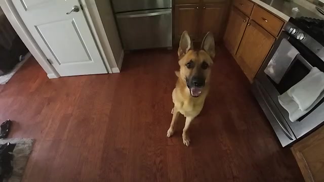 Video preview image #1  Breeder Profile in KALAMAZOO, MI, USA