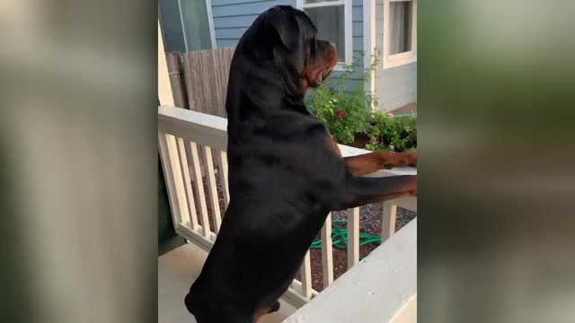 Video preview image #1 Rottweiler Puppy For Sale in AURORA, CO, USA