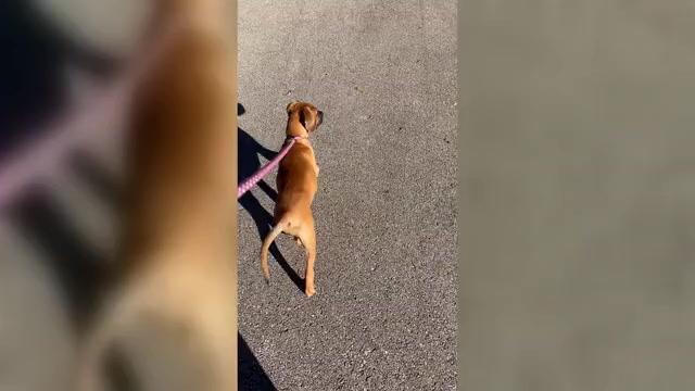 Video preview image #1 Redbone Coonhound Puppy For Sale in DEXTER, MO, USA
