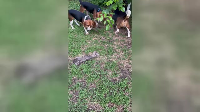 Video preview image #4 Beagle Puppy For Sale in FORT DODGE, IA, USA