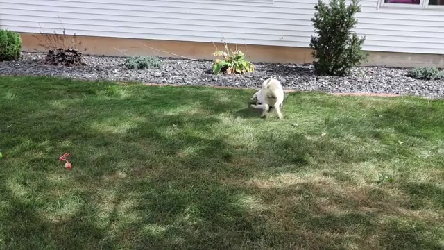 Video preview image #1 Labrador Retriever Puppy For Sale in SYRACUSE, IN, USA