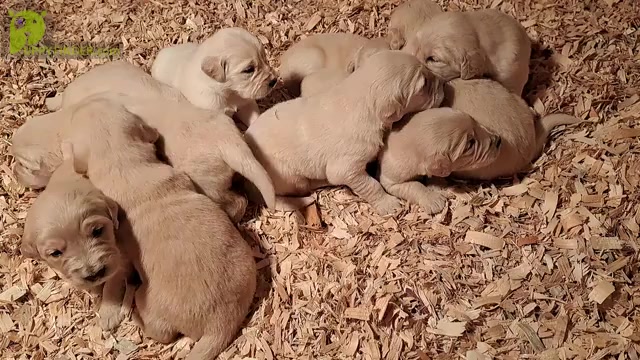 Video preview image #6 Golden Retriever Puppy For Sale in CITRUS HEIGHTS, CA, USA