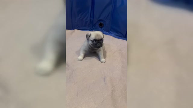 Video preview image #2 Pug Puppy For Sale in CEDAR RAPIDS, IA, USA