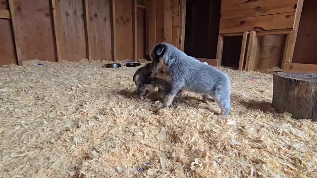 Video preview image #1 Australian Cattle Dog Puppy For Sale in CURRAN, MI, USA