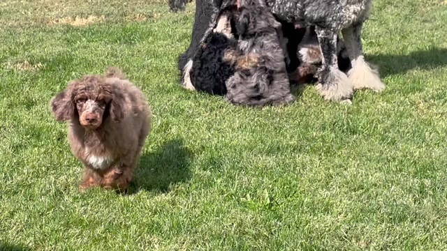 Video preview image #2 Poodle (Standard) Puppy For Sale in BONNERS FERRY, ID, USA