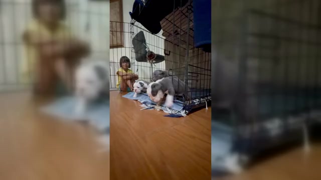 Video preview image #1  Breeder Profile in PACE, FL, USA
