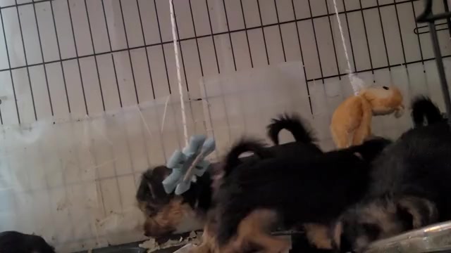 Video preview image #4 Yorkshire Terrier Puppy For Sale in AKRON, OH, USA