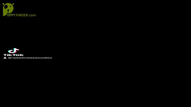 Video preview image #1  Breeder Profile in HAMPSTEAD, NC, USA