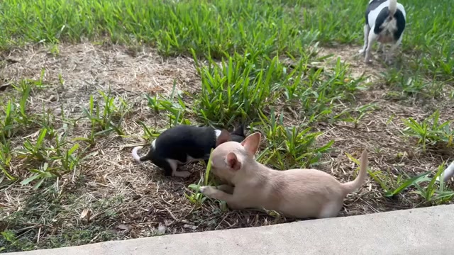 Video preview image #4 Chihuahua Puppy For Sale in TIJERAS, NM, USA