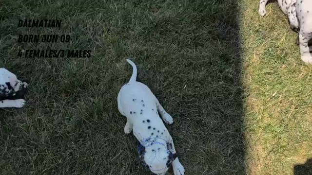 Video preview image #4 Dalmatian Puppy For Sale in GOSHEN, IN, USA