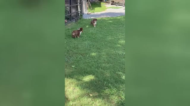 Video preview image #6 Miniature American Shepherd Puppy For Sale in NOLENSVILLE, TN, USA