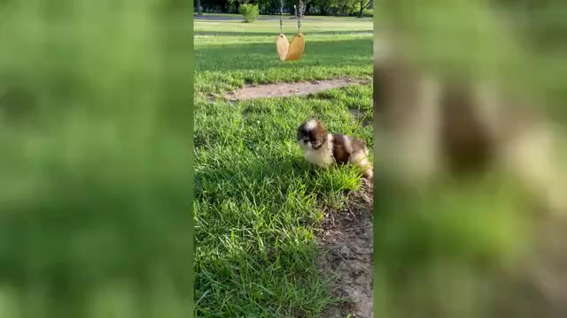Video preview image #1 Shih Tzu Puppy For Sale in MOUNT PLEASANT, MI, USA
