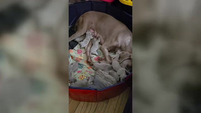 Video preview image #1 Weimaraner Puppy For Sale in INDIANAPOLIS, IN, USA